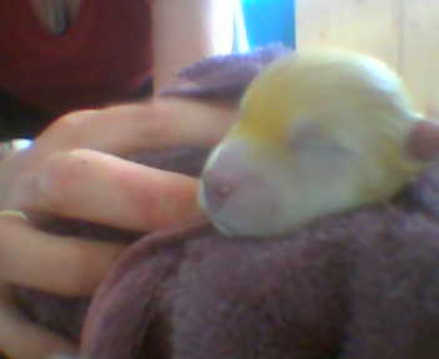 Westiebabys - Tiere - eitorf