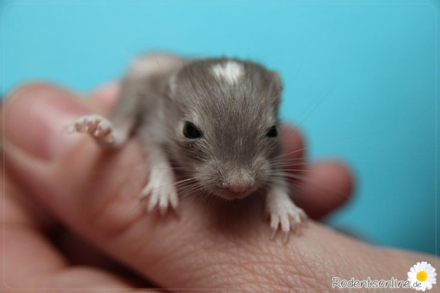 Zauberhafte, zahme Rennmäuse - Tiere - Hausham