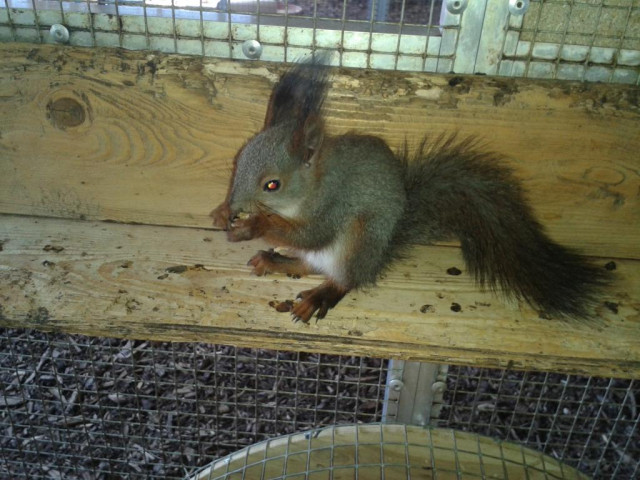 Sibirische Eichhörnchen - Tiere - Wimmelburg