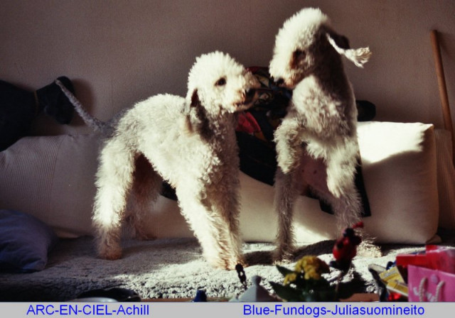 Bedlington-Terrier - WELPEN - Fotos--  von den Schattentänzern - Tiere - Bergkamen