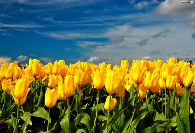 Flüchtlingspolitik - Eva Herman: 