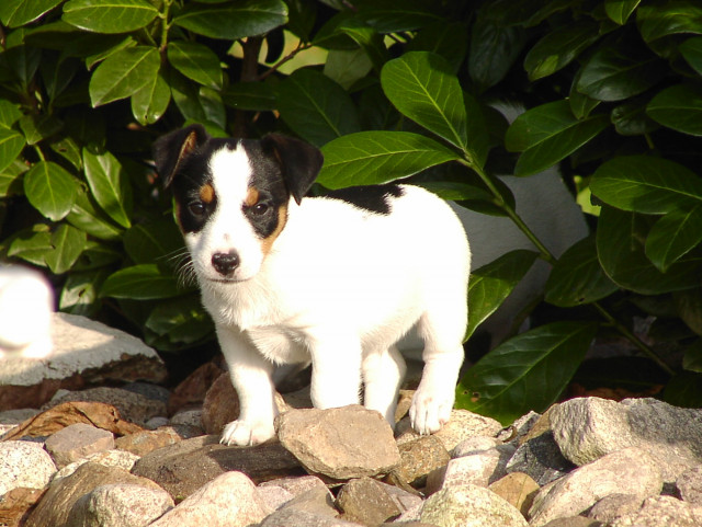Jack Russell Terrier - der Gute-Laune-Hund - Tiere - Warpe