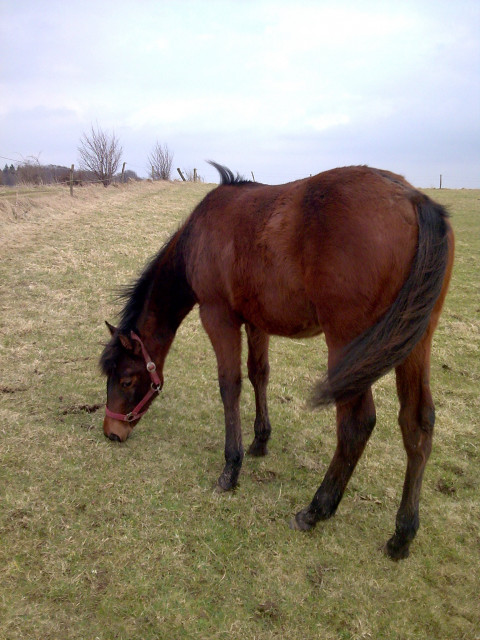 Quarter horse Jährlinsstute - Tiere - Breckerfeld