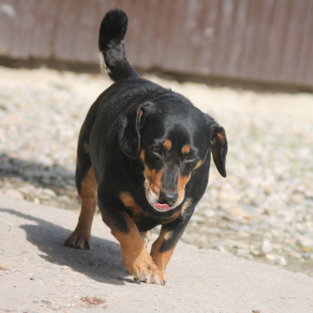 Sina sucht ein ZUhause - Tiere - Tierheim Slowakei
