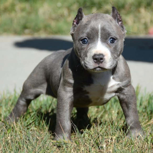 Reinrassige American Pitbull Blueliner Welpen. - Tiere - Düsseldorf	
