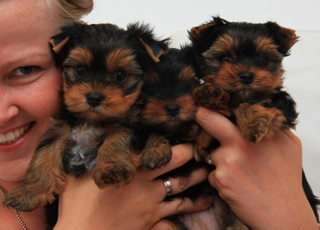 Süße Yorkshire Terrier Welpen aus liebevoller Hobbyzucht (DHS) - Tiere - Halle	