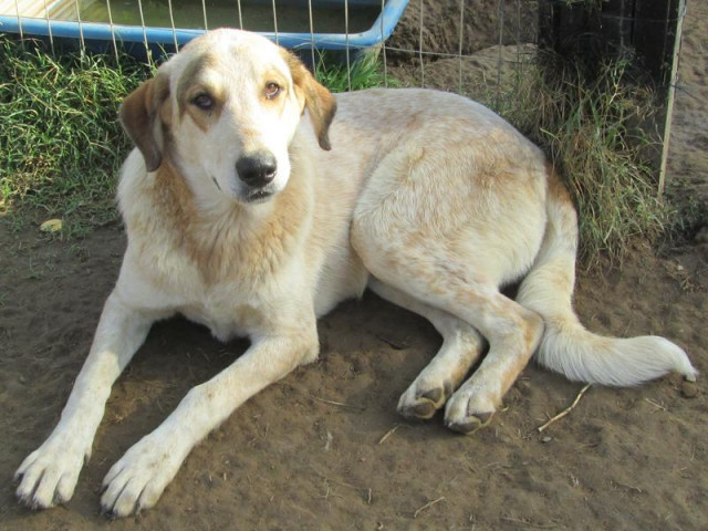 Tommy - der Bub mit der anderen Fellfarbe als seine Schwestern - Tiere - Mülheim an der Ruhr