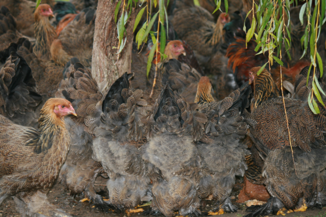 Verkaufe Brahmajunghenne  - Tiere - Bentzin