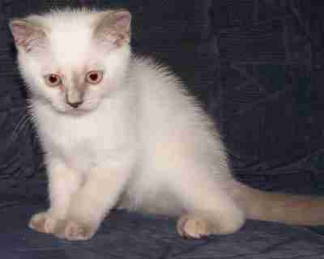 BKH-Elfe sucht Zauberwald - Tiere - Berlin