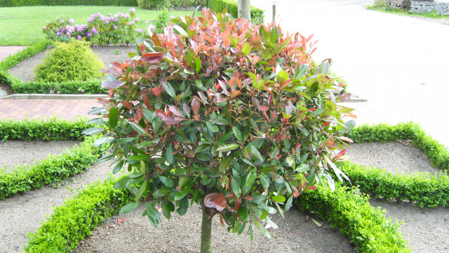 Pflanzennett, Ihr Shop für Gartenpflanzen und Sträucher - Handwerk Hausbau Garten - Nordhorn