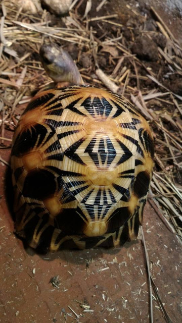 Zum Verkauf, hohe gelb ausgestrahlt Schildkröten mit anderen Arten. - Tiere - hamm