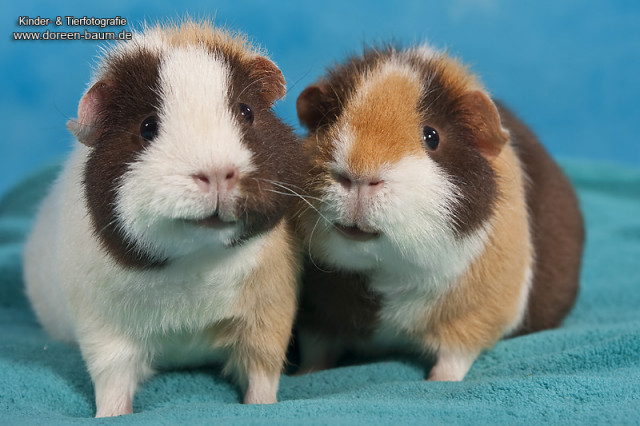 US Teddy Meerschweinchen - Tiere - Teutschenthal