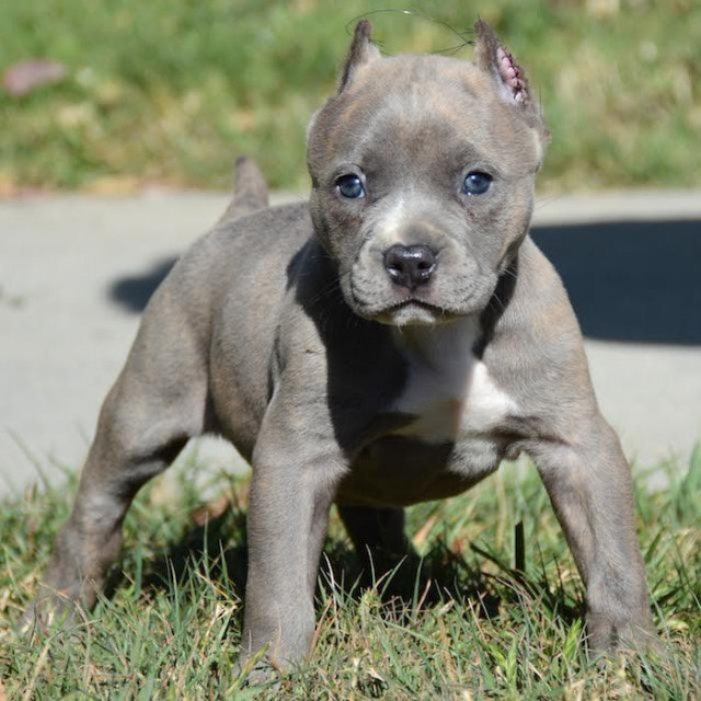 Reinrassiger American Pitbull (12 Wochen Alt ) - Tiere - Dortmund	