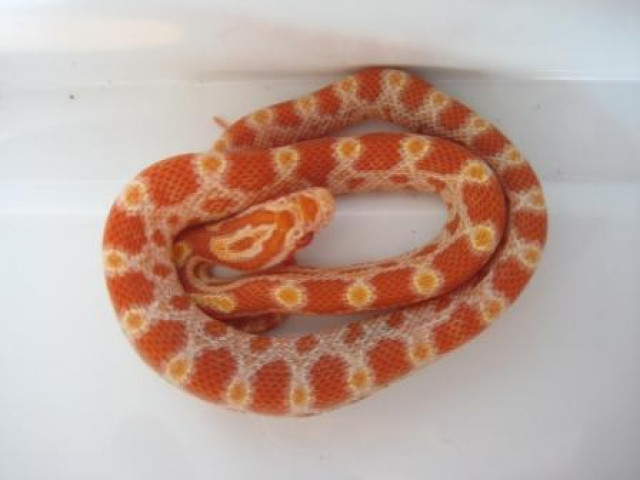 Kornnattern DNZ 09 Red Albino - Tiere - Schwedeneck