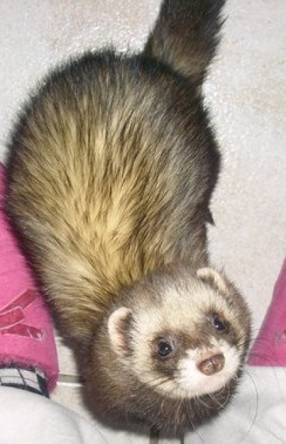 Liebevoller kastrierter Frettchenrüde abzugeben - Tiere - Riegelsberg