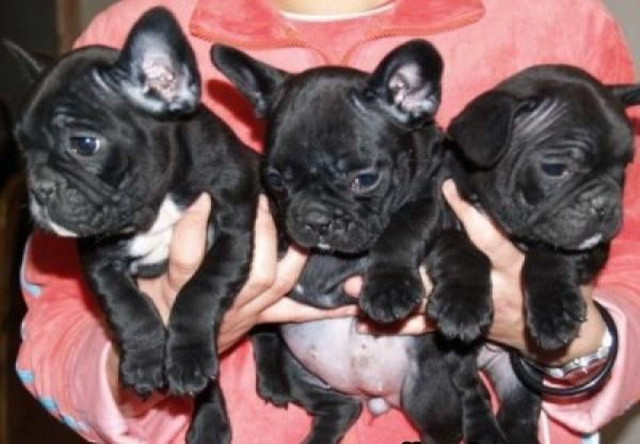 Französische Bulldog Welpen - Tiere - Henstedt-Ulzburg