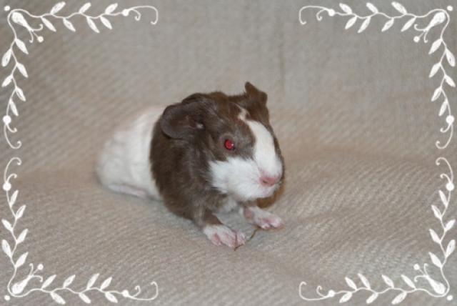 Biete Rassemeerschweinchen - Tiere - Chieming