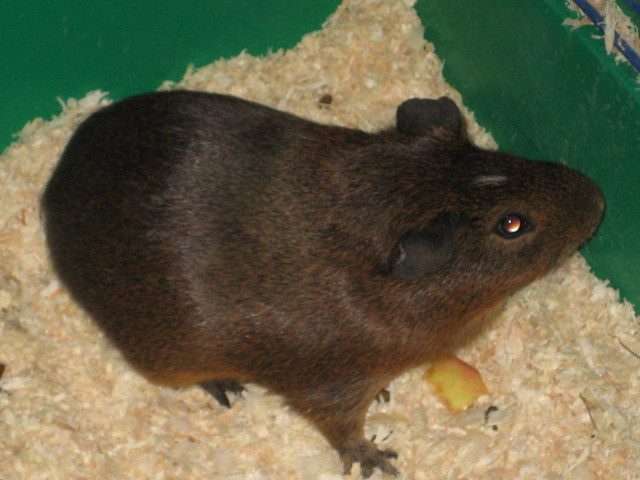 Kastrierter Meerschweinebock  Alfons  in liebevolle Hände zu verschenken - Tiere - Braunweiler