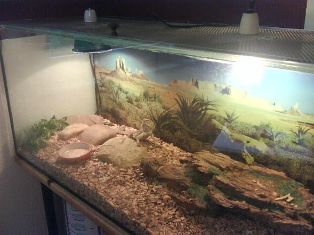 Bartagame abzugeben  - Tiere - Köln