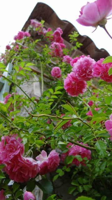 Konzentrationsprobleme. ADHS. Methylphenidat. Purschke. Soforthilfe. - Kommunikation - Ronnenberg