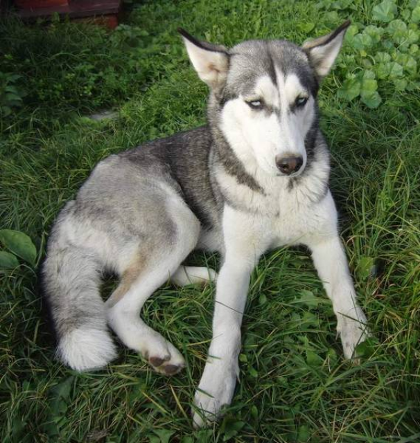 1 jahr alte husky hündin abzugeben - Tiere - Lisberg