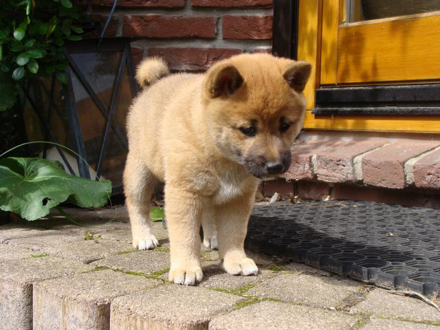 Shiba Inu Welpen - Tiere - Wedel