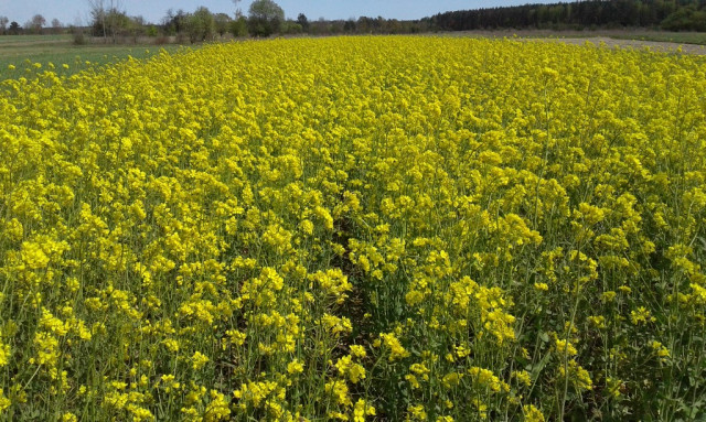 Bauernhof Ukraine, gratis mit Pachtland in jeder Grösse - Immobilien - Kiew