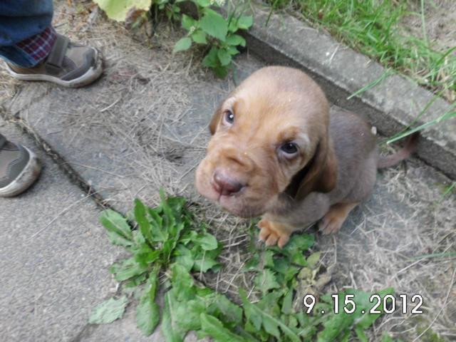 Bluthund Welpen - Tiere - Dülmen