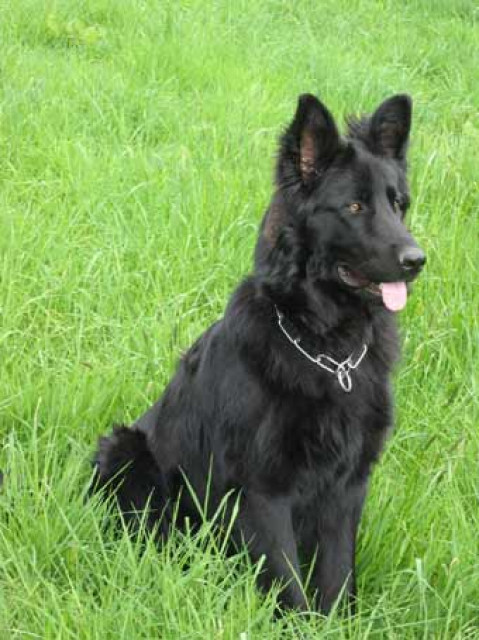 Altdeutsche Schäferhundwelpen (lackschwarz) - Tiere - Diemelstadt