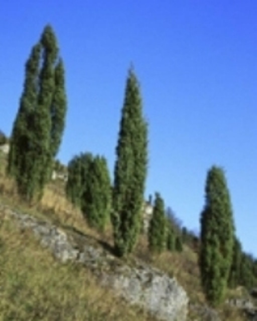 Wacholder und Magerrasen   die Bayerische Toskana - Promotion Pressemitteilungen - Amberg