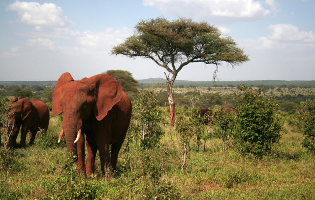 Serengeti Nationalpark-9 Tage Green Camp Safari mit Explore Tanzania - Urlaub Reise - Esslingen-am-Neckar
