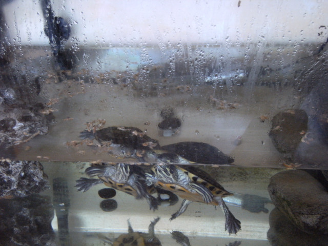 2 Schmuckschildkröten   Aquarium   Filter - Tiere - Neumarkt