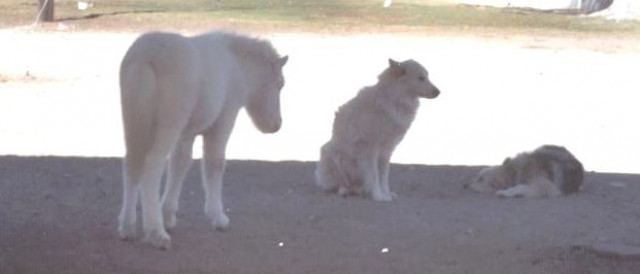 Das Social Network fur Tierbesitzer, sei dabei  - Kommunikation - online