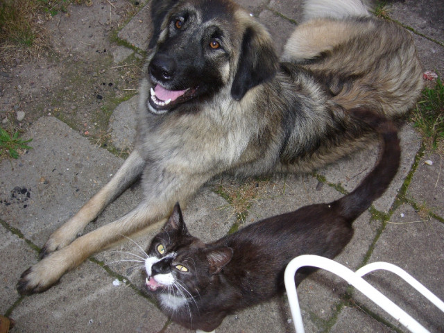 1 jährige kaukasin sucht ein nettes zuhause - Tiere - Aderstedt