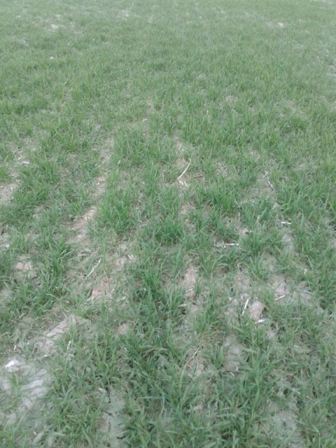 Bauernhof Ukraine, Oblast Zhytomir, Region Malchin - Immobilien - Kiew, Ukraine