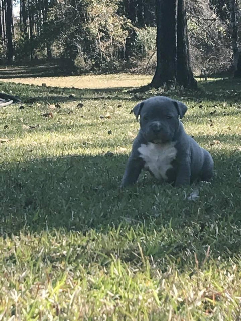 * Wurfankündigung* American Pitbull - American Staffordshire Terrier Welpen ? ?  - Tiere - Düsseldorf