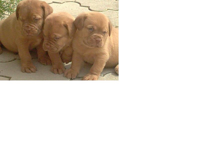 Bordeaux Dogge - Tiere - München