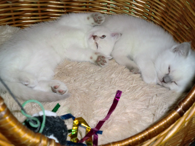 Süße BKH-Kätzchen - Tiere - leingarten