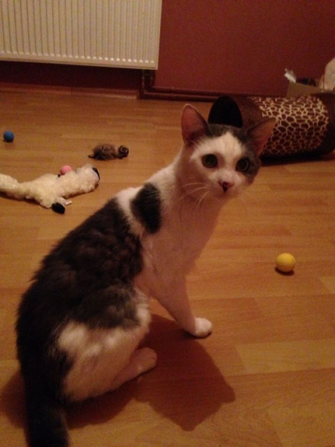 Rocky, Kater, 2 Jahre jung, lieb, ruhig, zutraulich, kastriert - Tiere - Kippenheim