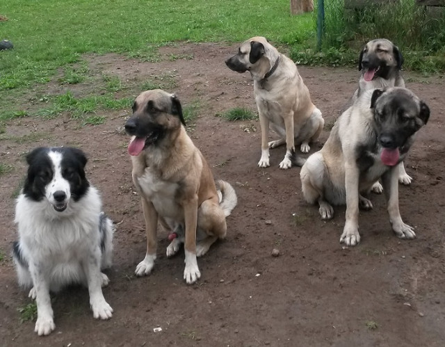 Mobile Hundeschule Pfotenteam - Tiere - Stadtprozelten