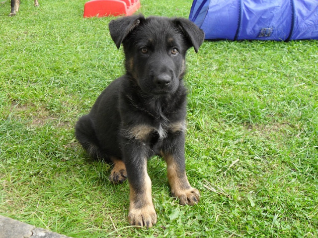 Deustche Schäferhundwelpen - Tiere - Salzhemmendorf 