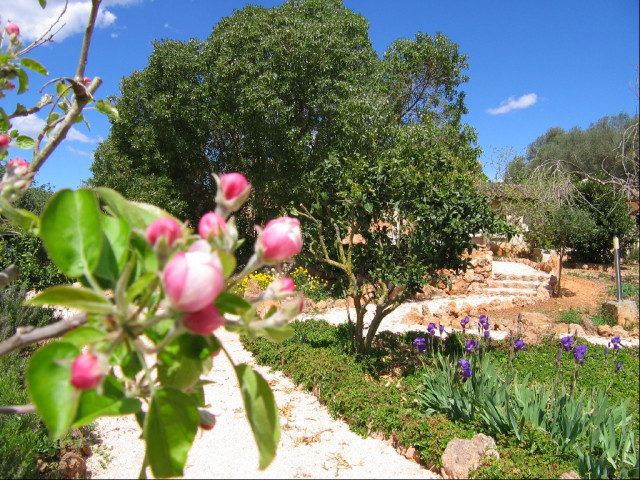 Mallorca Ferienhaus Finca - Ferienwohnung Haus - Mallorca