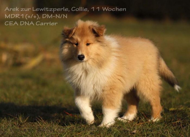 Collie Welpen mit VDH-Papieren - Tiere - Nähe Hamburg