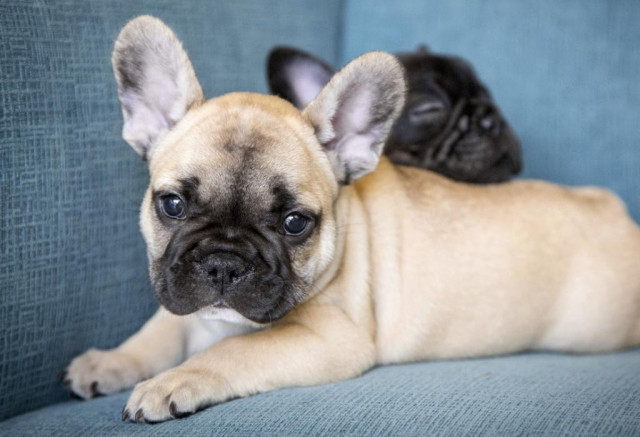 Französische Bulldog Welpen - Tiere - Frankfurt am Main
