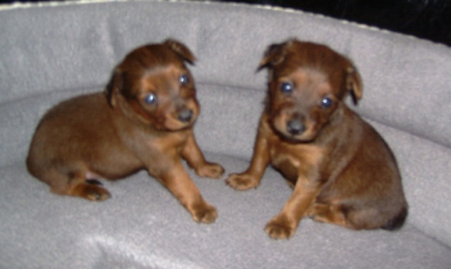 Sehr Selten Gezeichnete Zwergpinscher Welpen - Tiere - Mannheim