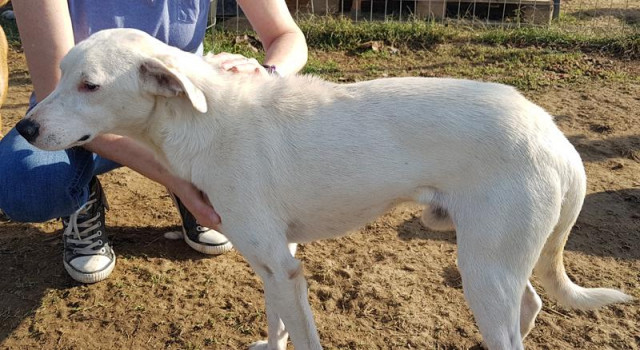 Jerome -ein Notfell - Tiere - Mülheim an der Ruhr