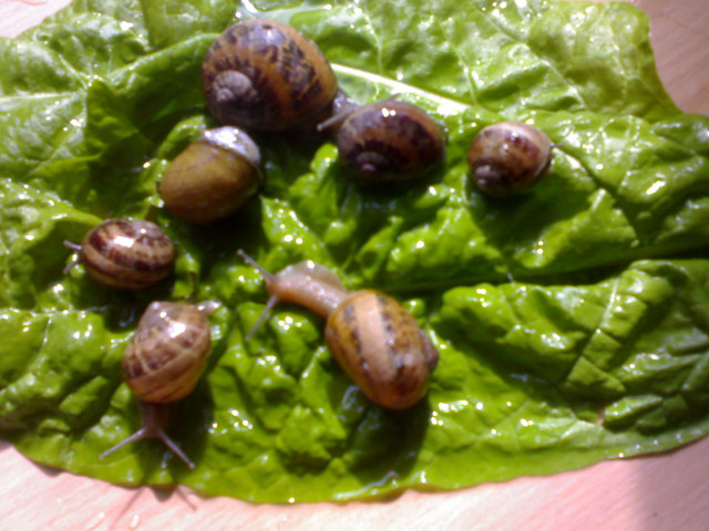 Weinbergschnecken Helix Aspersa Maxima 100 Stk. - Tiere - Plauen