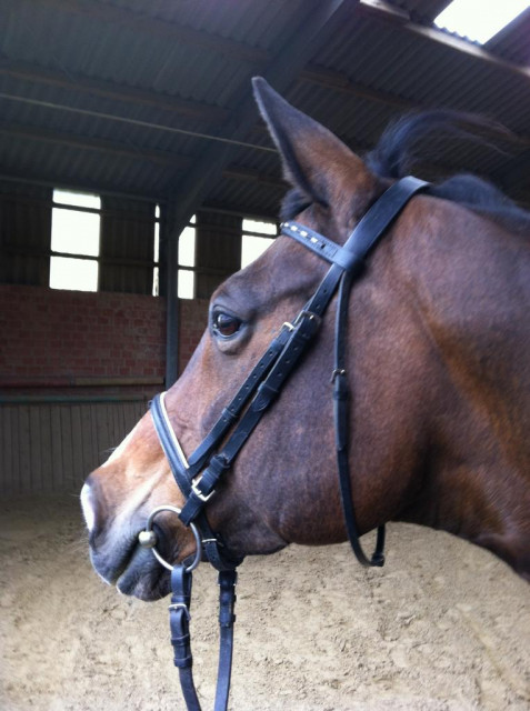 Schicke Trakehner Stute mit Charakter sucht RB - Tiere - Frechen