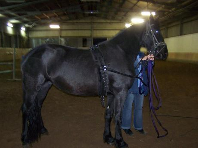 Suche erfahrene und zuverlässige  Pflege und Reitbeteiligung Mönchengladbach - Tiere - Mönchengladbach