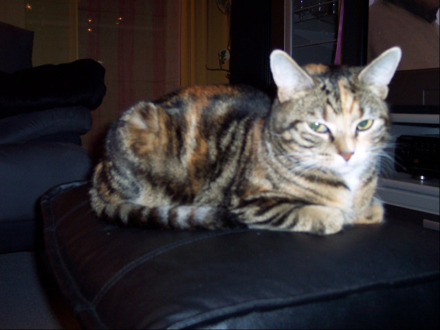 Glückskatze abzugeben - Tiere - Neukirchen-Vluyn